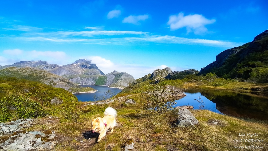 Svartvatnet lake solbjornvatnet hike Lofoten landscape easy hiking lapphund