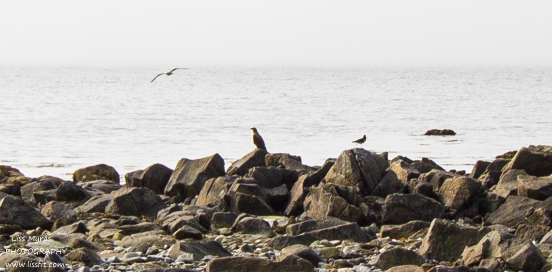 havørn birds fugler beach Lofoten seaside shore hike