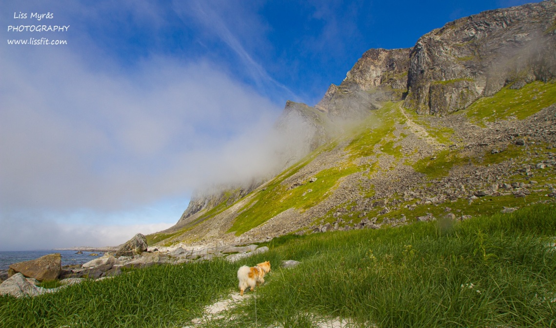 Hornneset beach fnsk lapphund Vikten sandstrand Lofoten hiking