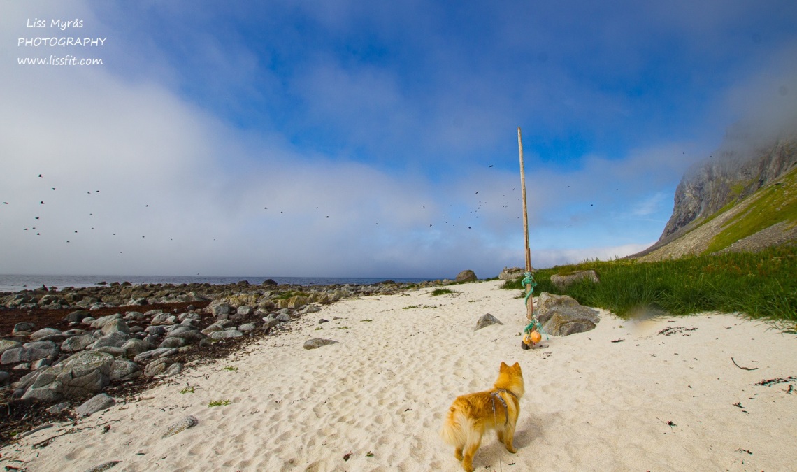 Hornneset beach fnsk lapphund Vikten sandstrand Lofoten