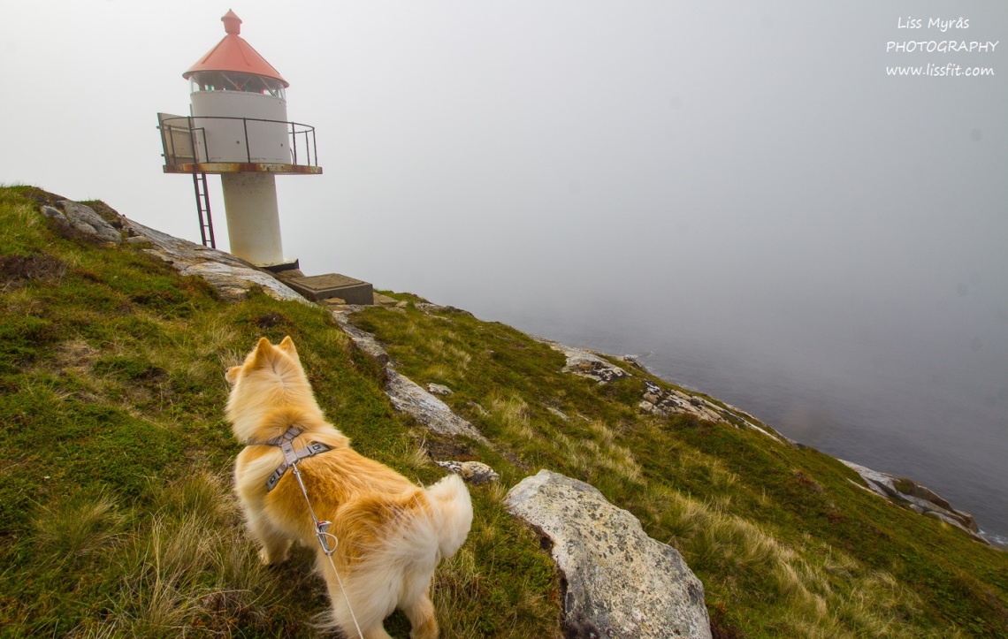 Hornneset lighthouse fyrlykt headland finsk lapphund dog hike Lofoten Norway
